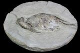 D Fossil Crab (Portunites) Washington - Washington State #92936-4
